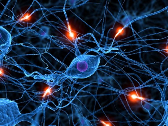 Yoga y el Lenguaje Somático para el Equilibrio del Sistema Nervioso