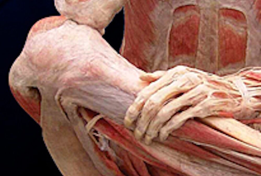 Fascia y Conciencia Corporal