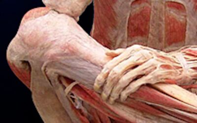 Fascia y Conciencia Corporal