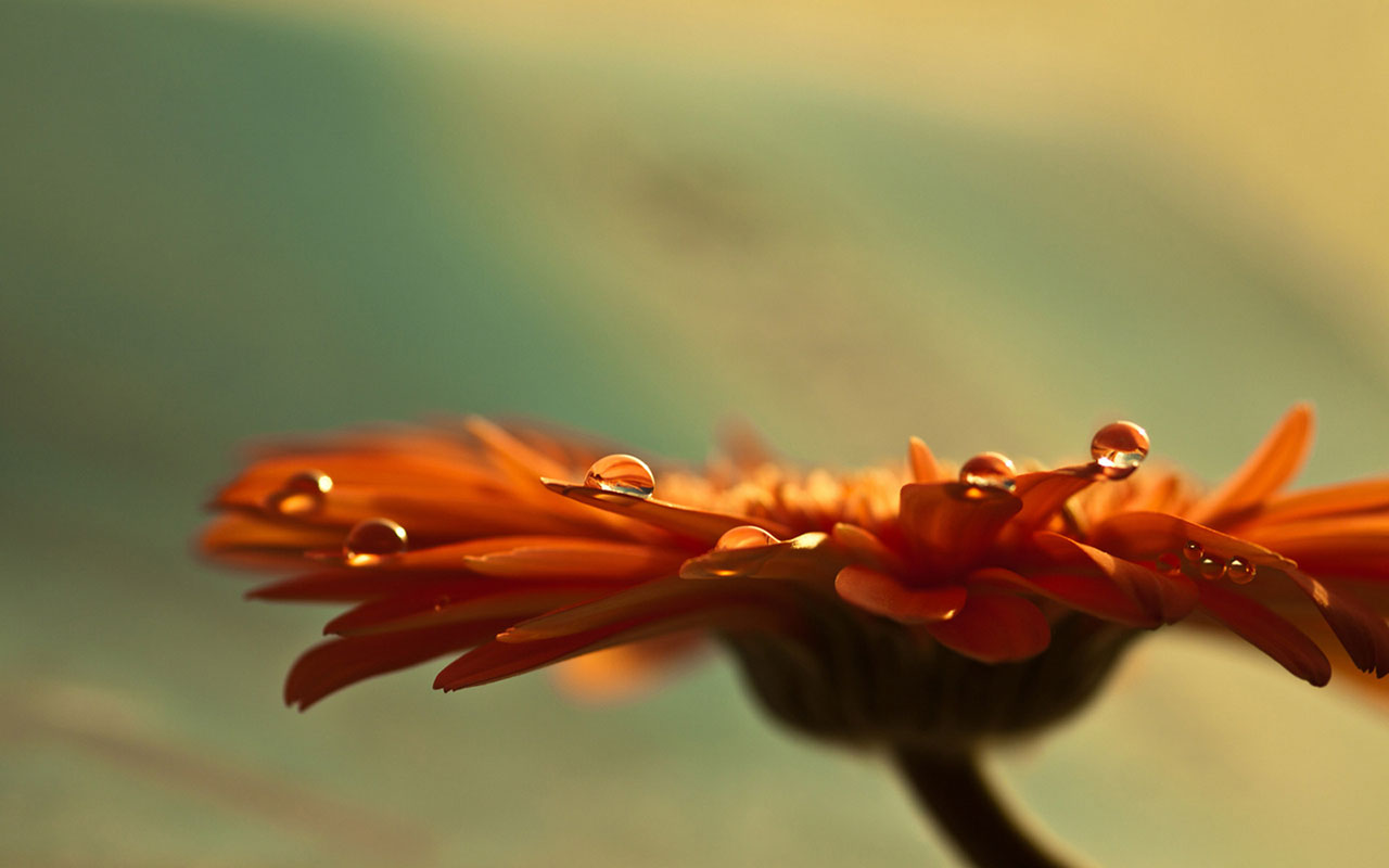 gerbera-daisies-23927-24583-hd-wallpapers